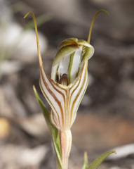 Pterostylis erythroconcha
