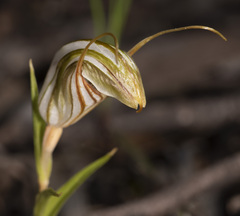Pterostylis erythroconcha