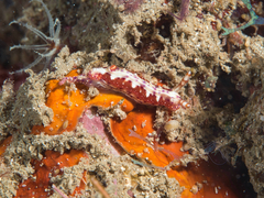 Hypselodoris decorata