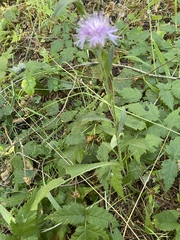 Centaurea jacea