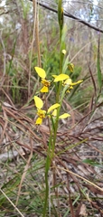 Diuris platichila