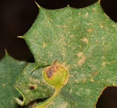 Plagiotrochus australis