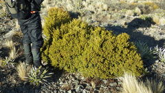 Podocarpus laetus × Podocarpus nivalis