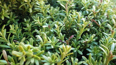 Podocarpus laetus × Podocarpus nivalis