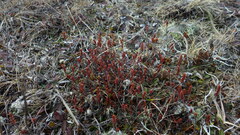 Veronica pimeleoides