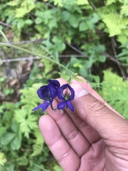Aconitum delphiniifolium