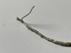 Usnea ceratina