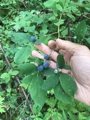 Vaccinium ovalifolium