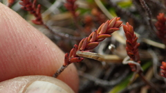 Veronica pimeleoides
