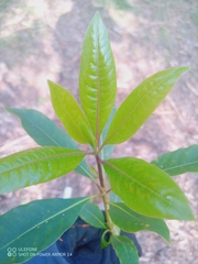 Pittosporum