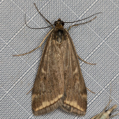 Loxostege munroealis