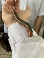 Thyropygus allevatus