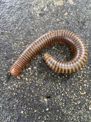 Thyropygus allevatus