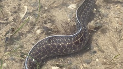 Gymnothorax pseudothyrsoideus