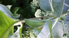Asclepias syriaca