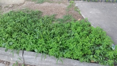 Phyllanthus fraternus