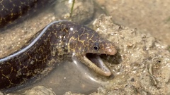 Gymnothorax pseudothyrsoideus