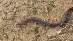 Gymnothorax pseudothyrsoideus