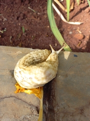 Deroceras reticulatum