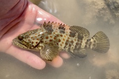 Epinephelus coioides