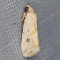 Ponometia hutsoni