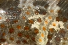 Epinephelus coioides