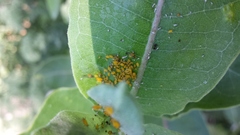 Asclepias syriaca
