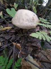 Leccinum holopus