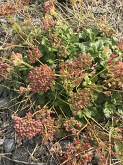 Ligusticum scothicum