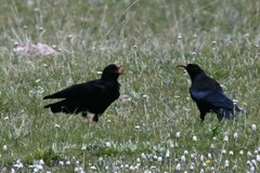 Pyrrhocorax pyrrhocorax