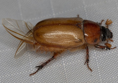 Cyclocephala