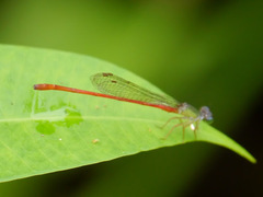 Ceriagrion corallinum