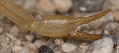 Paruroctonus becki