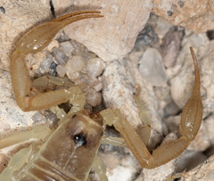Paruroctonus becki