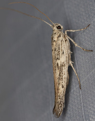 Scythrididae