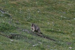 Marmota himalayana