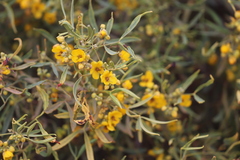 Senna artemisioides quadrifolia