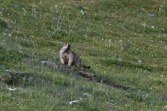 Marmota himalayana
