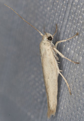 Scythrididae