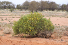 Senna artemisioides quadrifolia