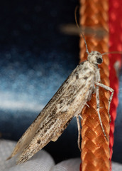 Scythrididae