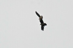 Gypaetus barbatus