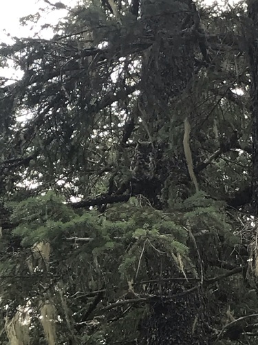 Great Horned Owl photographed in Alaska