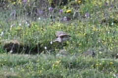 Pseudopodoces humilis