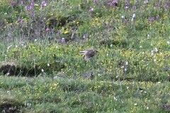 Pseudopodoces humilis