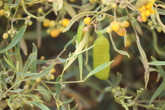 Senna artemisioides quadrifolia