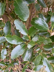 Griselinia littoralis