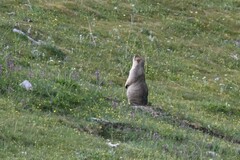 Marmota himalayana