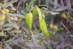 Senna artemisioides quadrifolia