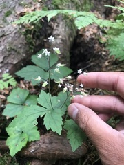 Tiarella trifoliata trifoliata